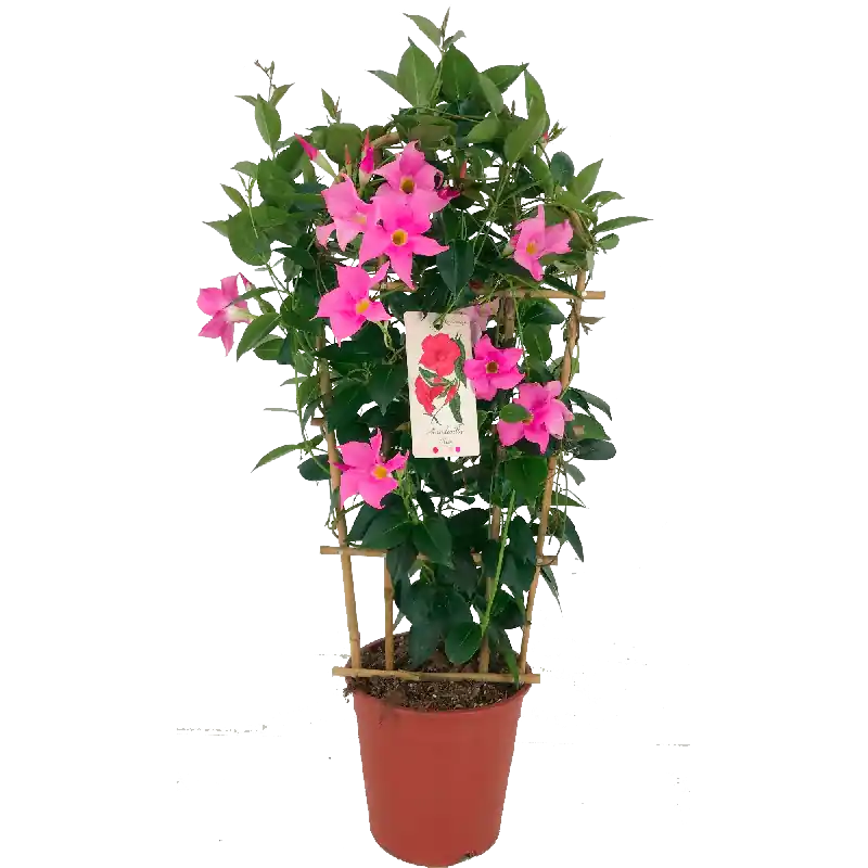 Mandevilla roze - Dagdeal