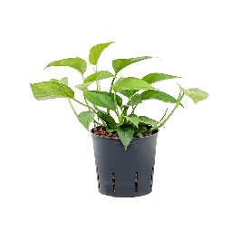 Scindapsus Aureum Green - Veel gevraagd