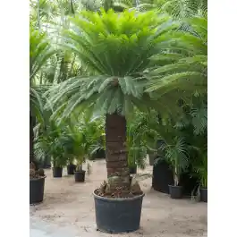 Cycas revoluta XXXL - Nieuw