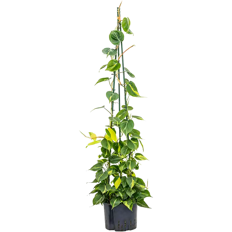 Philodendron Grand Brasil piramide - Bespaar meer