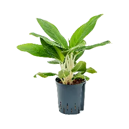 Aglaonema Cintho King - Nieuw