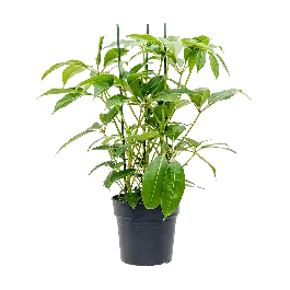 Tupidanthus Calyptratus - Shop nu