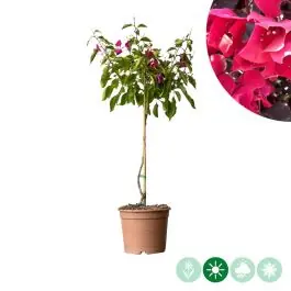 Actieprijs - Bougainvillea Alexandra op stam