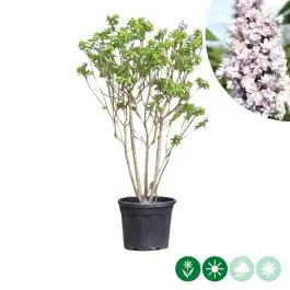 Syringa Michel Buchner - meerstammig | Speciale aanbieding