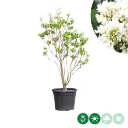 Direct bestellen - Syringa Mme Lemoine - meerstammig