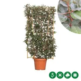 Elaeagnus ebbingei - haagelement | Koop vandaag