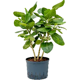 Ficus Benghalensis Sunshine | Verlaagde prijs