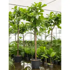 Ficus Lyrata op stam | Nu beschikbaar