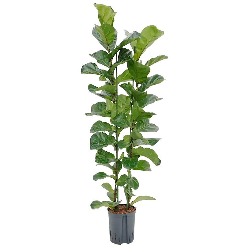 Ficus Bambino - Aanrader
