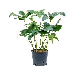 Shop nu - Philodendron Green Wonder