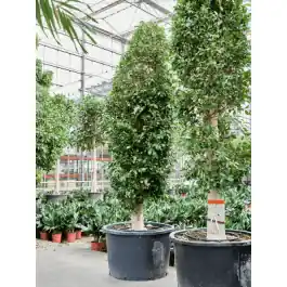 Ficus Nitida piramide - Hoog gewaardeerd