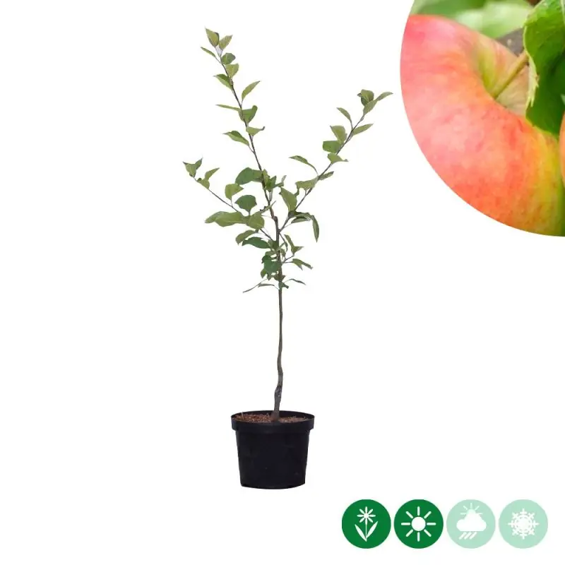 Klaar voor verzending | Malus Jonagold