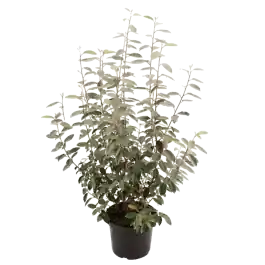 Koop vandaag - Elaeagnus ebbingei haag