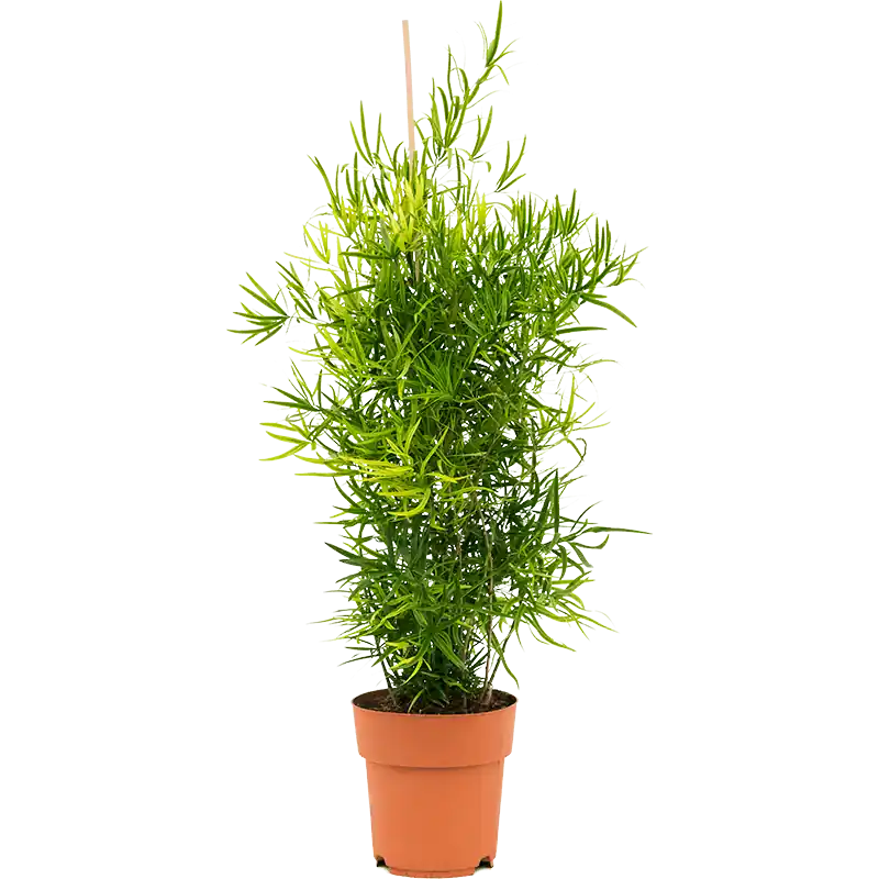 Asparagus falcatus - Professionele kwaliteit