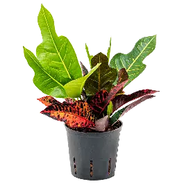 Croton Variegatum Excellent | Op voorraad