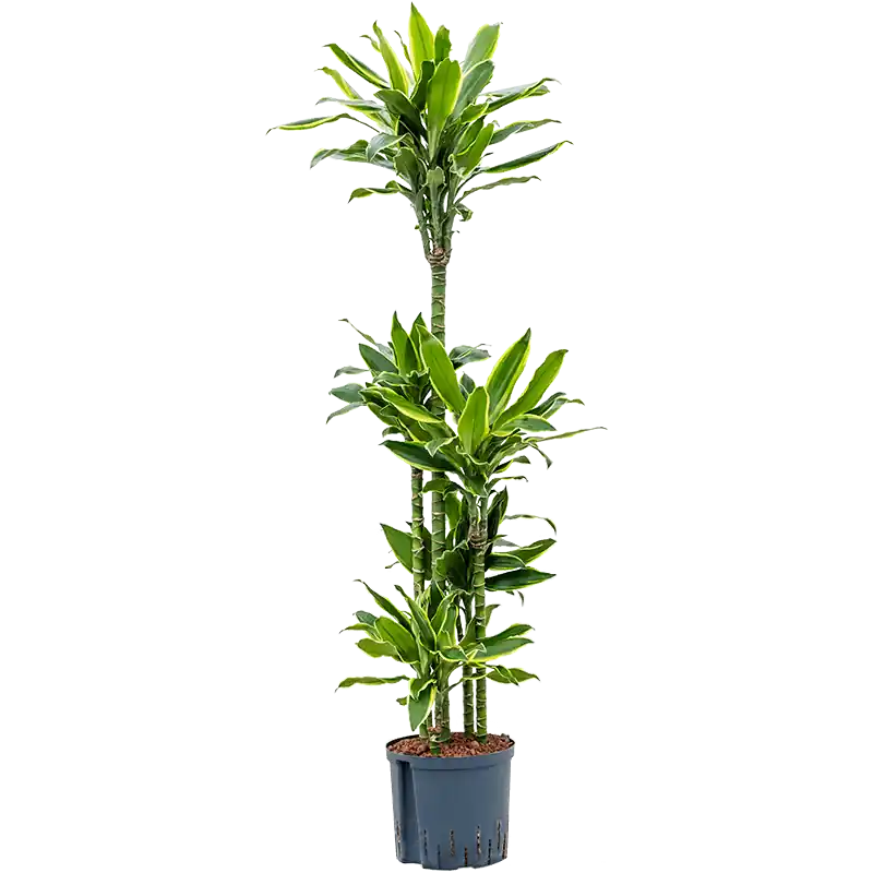 Uitverkoop | Dracaena Golden Coast carrousel
