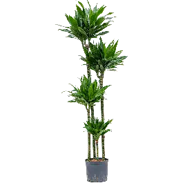 Dracaena Green Jewel 4-stam - Voorraad bijna op