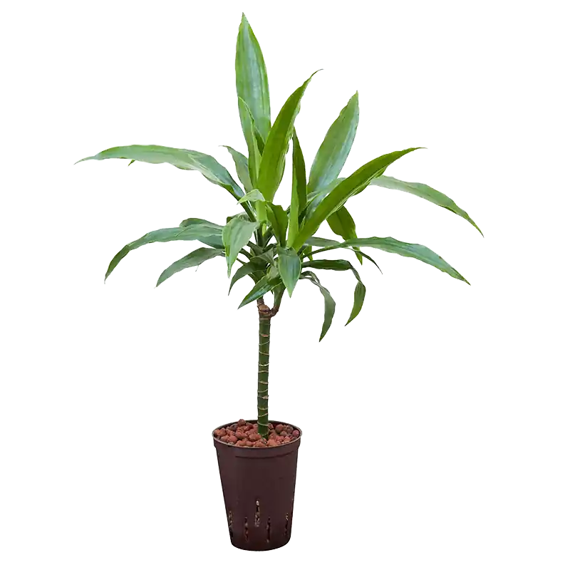 Topprijs - Dracaena Janet Craig op stam