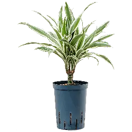 Gratis retourneren - Dracaena White Stripe stam