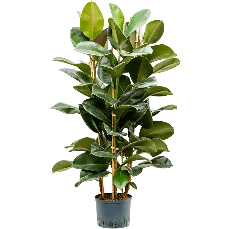 Korting | Ficus Robusta toef