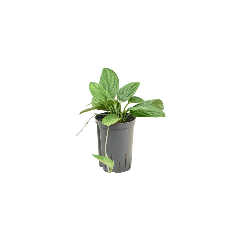 Monstera karstenianum - Outlet