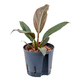Klantfavoriet - Philodendron Black Cardinal