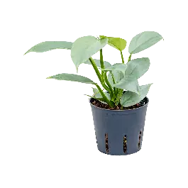 Uitverkoop | Philodendron Silver Sword