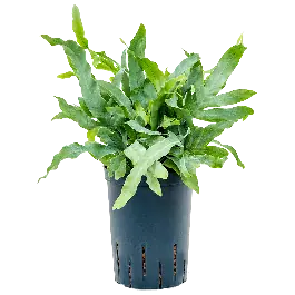 Phlebodium Aureum Blue Star - Verlaagde prijs