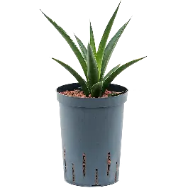 Direct van de fabrikant - Sansevieria Amazon Green