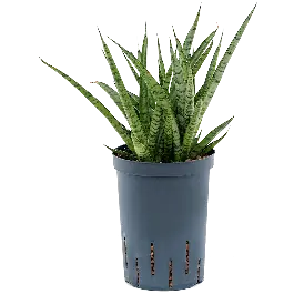 Sansevieria Rocky Mountain - Nu beschikbaar
