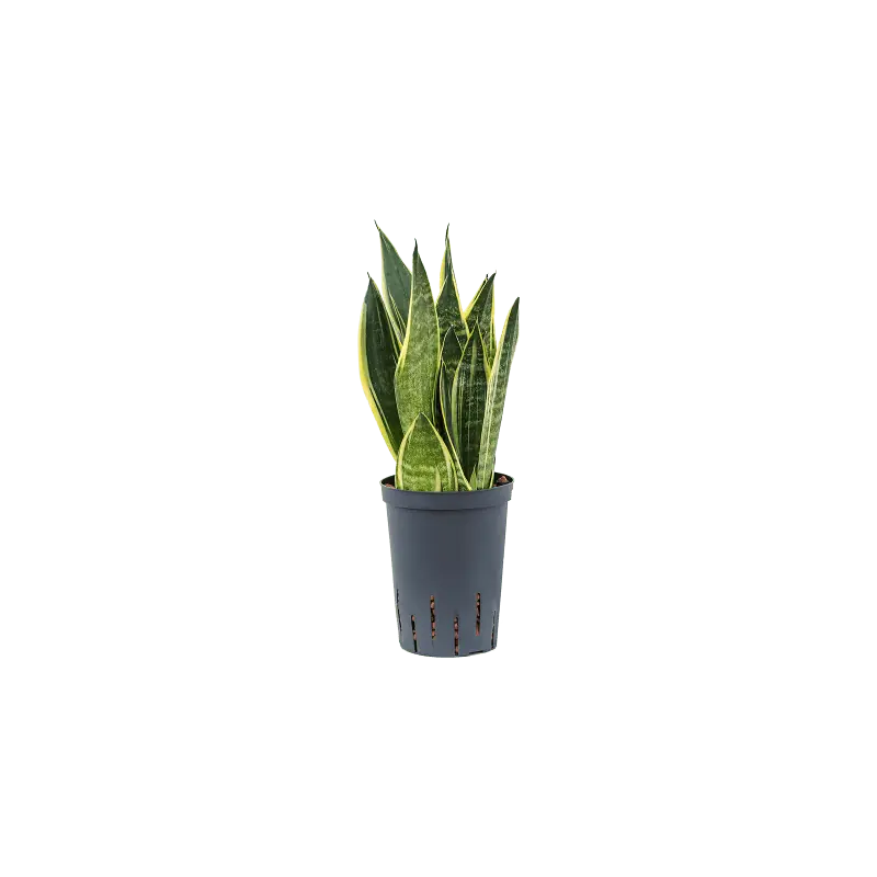 Sansevieria Canary | Uitverkoop
