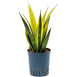 Veel gevraagd - Sansevieria Gold Flame