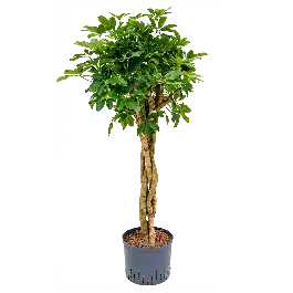 Koop vandaag - Schefflera Arboricola gevlochten stam