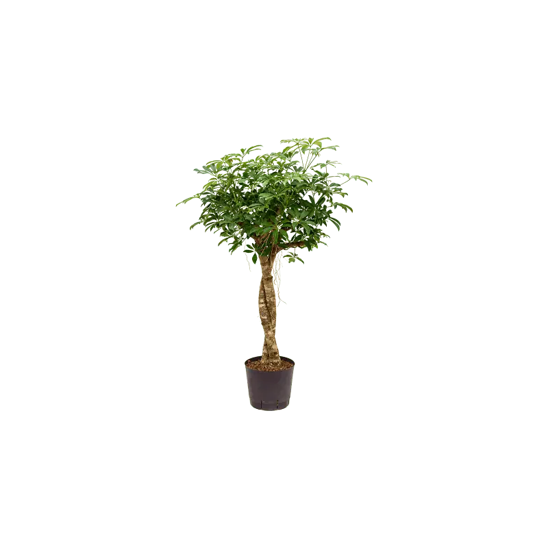 Schefflera Compacta op stam twist - Hoge kwaliteit