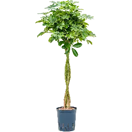 Direct van de fabrikant - Schefflera Nora op stam twist