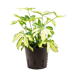 Profiteer nu - Schefflera Trinette