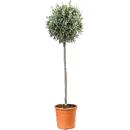 Uitverkoop | Olea Europaea op stam XL