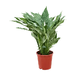Rechtstreeks uit de fabriek - Spathiphyllum Diamond