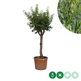 Hoge kwaliteit - Prunus dulcis - volgroeid