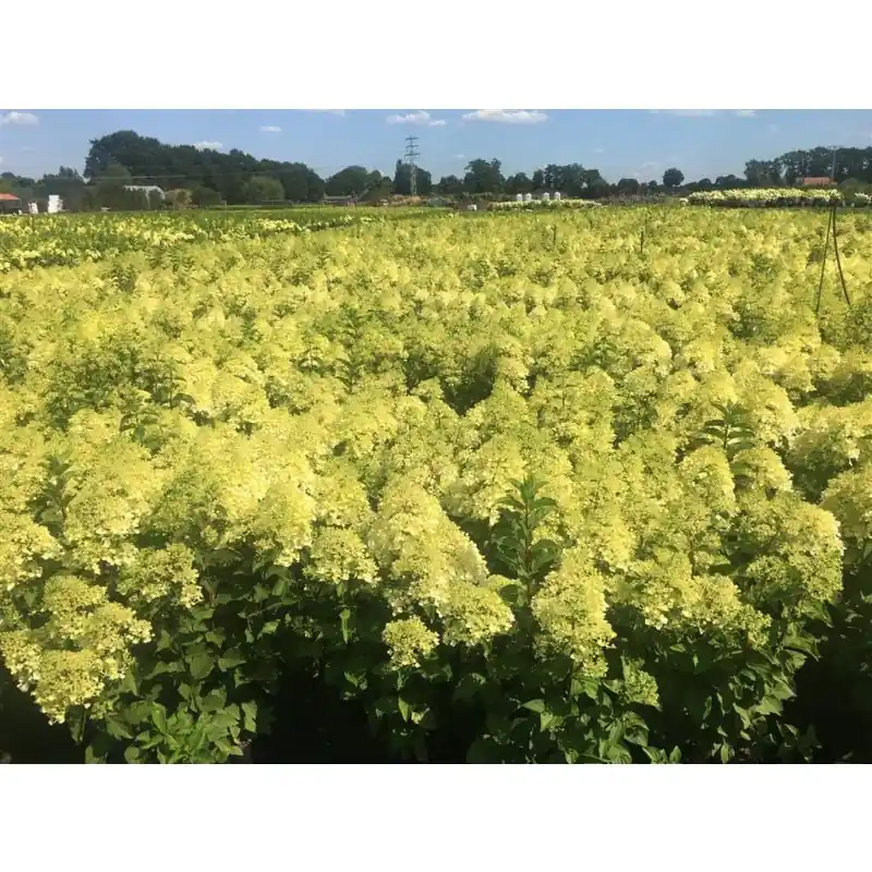 Hydrangea Silver Dollar | Nieuw in de shop