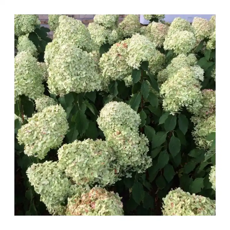 Veilig winkelen | Hydrangea Limelight