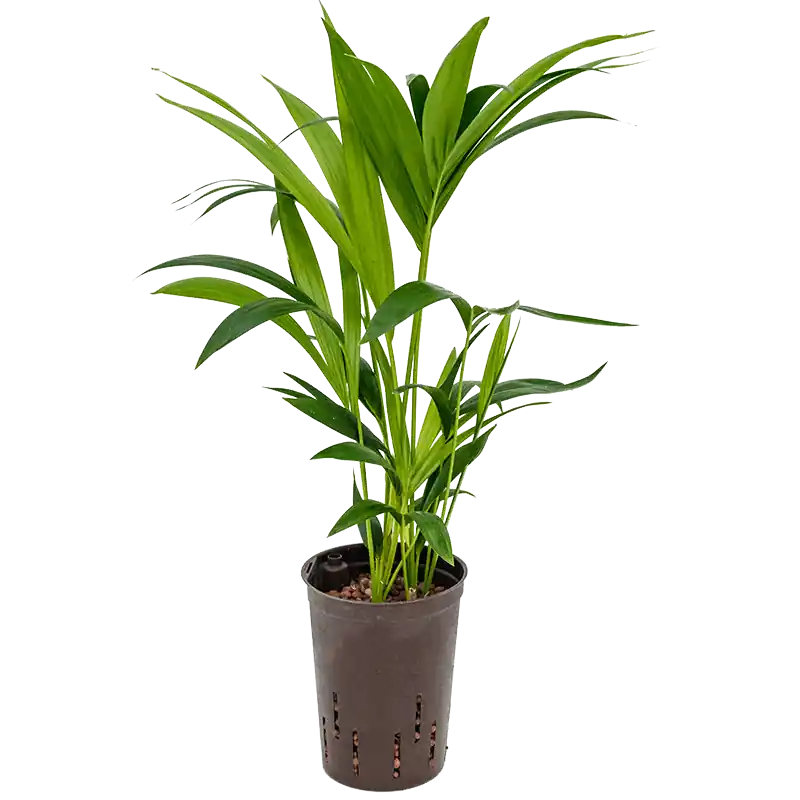 Nu beschikbaar | Kentia Howea 60 cm