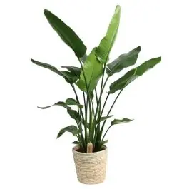 Strelitzia Nicolai in zeegras mand | Meest verkocht