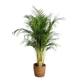 Voeg toe aan winkelwagen | Areca Lutescens in zeegras mand