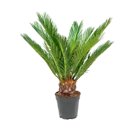 Direct kopen | Cycas revoluta small