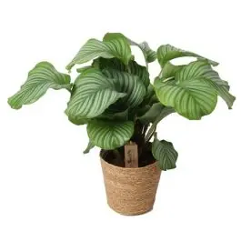 Calathea Orbifolia in zeegras mand | Favoriet van klanten