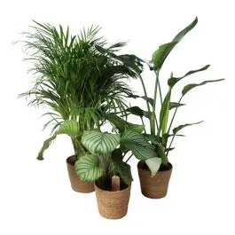Tropische planten in zeegras mand - Nieuw binnen