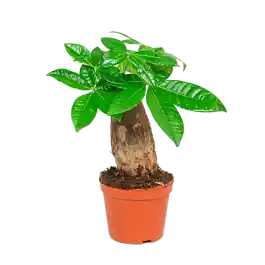 Actieprijs | Pachira Aquatica Bonsai