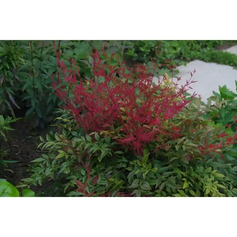 Speciale deal | Nandina Obsessed