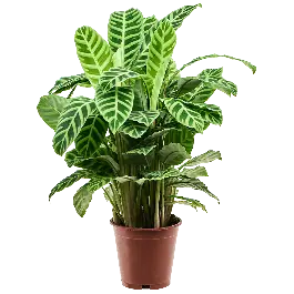 Calathea zebrina | Slechts tijdelijk